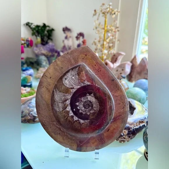 Ammonite Fossil from Morocco - Picture 3 of 6